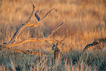 caracal walking in grass