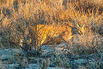 caracal walking in grass
