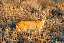 caracal walking in grass