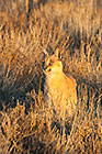 caracal walking in grass