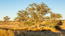 tree in riverbed