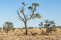 tree with nests in riverbed