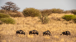 wildebeest in grass in riverbed
