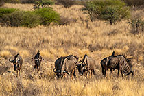 wildebeest in grass in riverbed