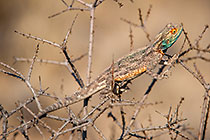 lizard in spiny bush