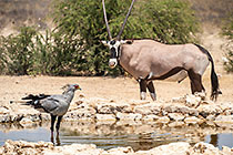 oryx & secretary bird at waterhole