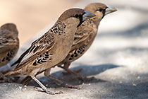 birds