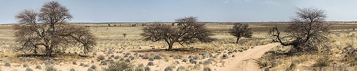 dirt road through trees near pan