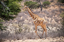 giraffes near camelthorn tree in dry riverbed