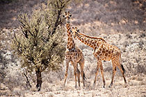 giraffes near camelthorn tree in dry riverbed