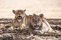 group of lions resting in shade under tree