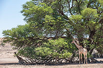 giraffes near camelthorn tree in dry riverbed