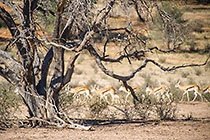 springbok walking under big tree in dry riverbed