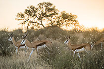 springbok grazing in bushes at sunset