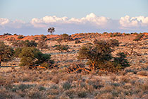 red dunes near dry riverbed at sunset