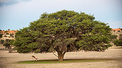 springbok under big tree at dusk
