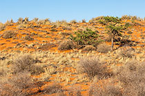 grass & trees on red dunes