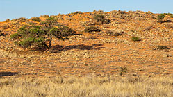 grass & trees on red dunes