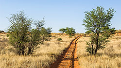 sand tracks through grass & trees on red dunes