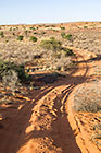 sand tracks through grass & trees on red dunes