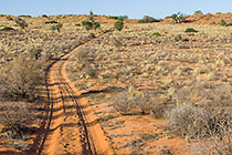 sand tracks through grass & trees on red dunes