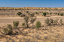 camelthorn trees in dry riverbed