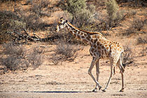 giraffes walking near camelthorn trees in dry riverbed