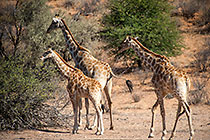 giraffes walking near camelthorn trees in dry riverbed