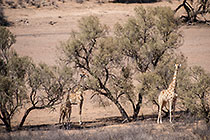 giraffes walking near camelthorn trees in dry riverbed