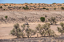 giraffes walking near camelthorn trees in dry riverbed
