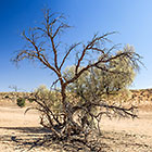 camelthorn trees in dry riverbed