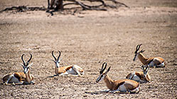 springbok resting in dry riverbed