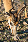 springbok grazing in dry riverbed