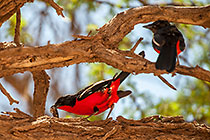 red/black birds sharing a caterpilar meal in tree