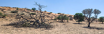 tree on red sand dunes