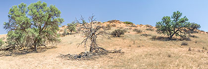 tree on red sand dunes