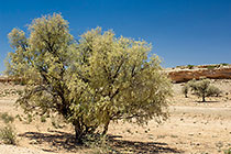 green camethorn tree in dry riverbed