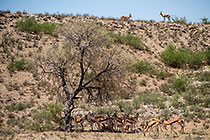 herd of springbok under camelthorn tree in dry riverbed