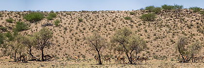 herd of springbok under camelthorn tree in dry riverbed