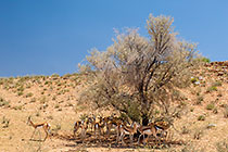 herd of springbok under camelthorn tree in dry riverbed