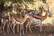 herd of springbok under camelthorn tree in dry riverbed