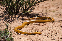 cape cobra crowling betwen bushes