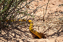 cape cobra going into burrow