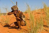 bushman hunting with bow & arows on red sand dunes