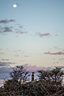 suricate standing on branches at full moon