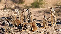 Meerkat family