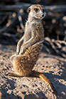 suricates sitting on tail