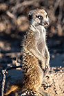 suricates sitting on tail