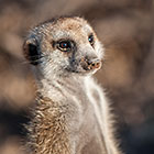 suricate portrait