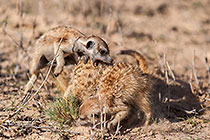 suricates playing fighting